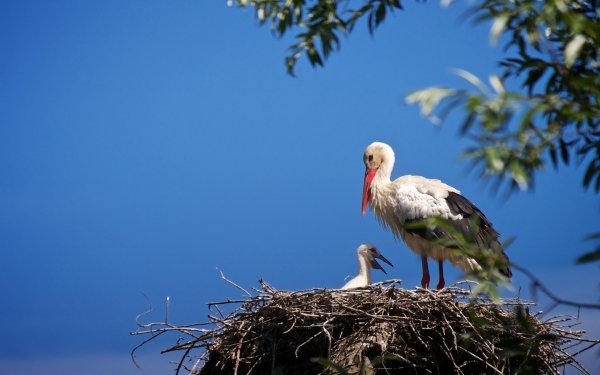 Animal White stork Birds Storks Stork Bird Baby Animal Nest HD Wallpaper | Background Image