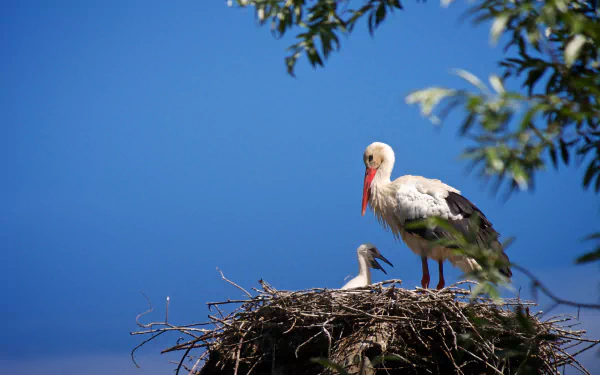 White stork stands in a nest with its baby bird against a clear blue sky, captured in an HD desktop wallpaper showcasing nature and wildlife.