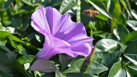  Bee hovering over a flower in the bush, Queensland, Australia
