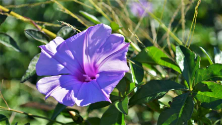  Purple Wildflower in the bush in Queensland Australia