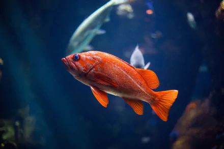 sea life Animal fish HD Desktop Wallpaper | Background Image