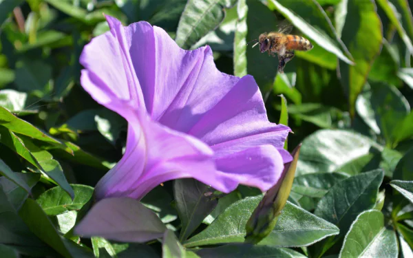 Bee hovering over a flower in the bush, Queensland, Australia