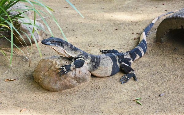 HD desktop wallpaper of a monitor lizard resting on a rock in a zoo reptile enclosure with sandy ground and greenery in the background.