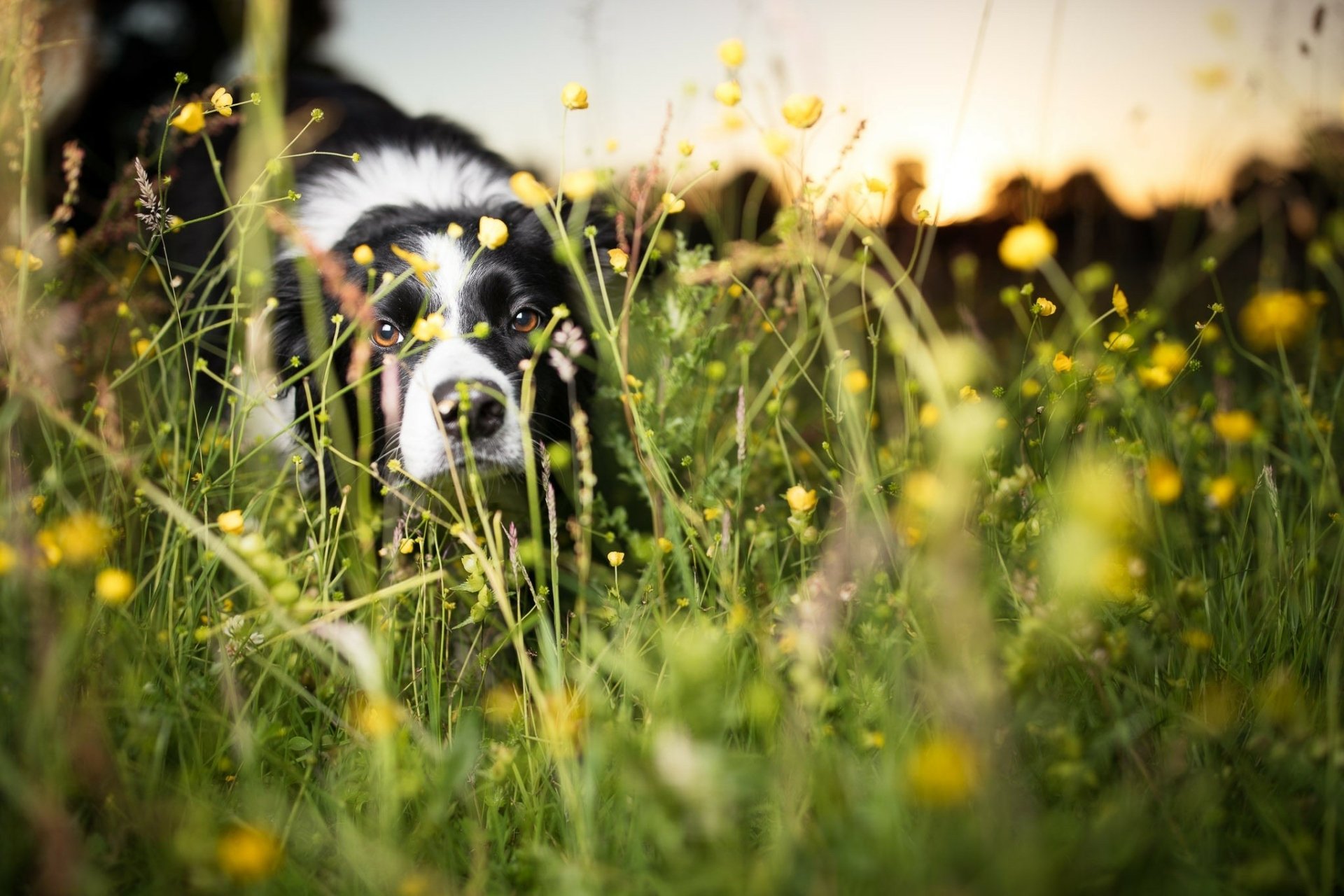 Download Animal Dog HD Wallpaper | 2048x1365 | Wallpaper Abyss