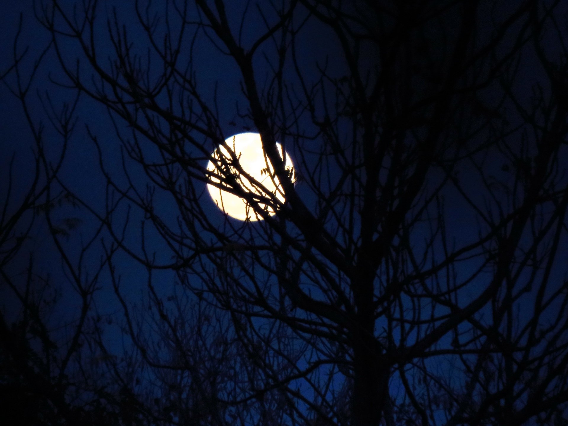 Download Blue Night Silhouette Tree Nature Moon 4k Ultra HD Wallpaper