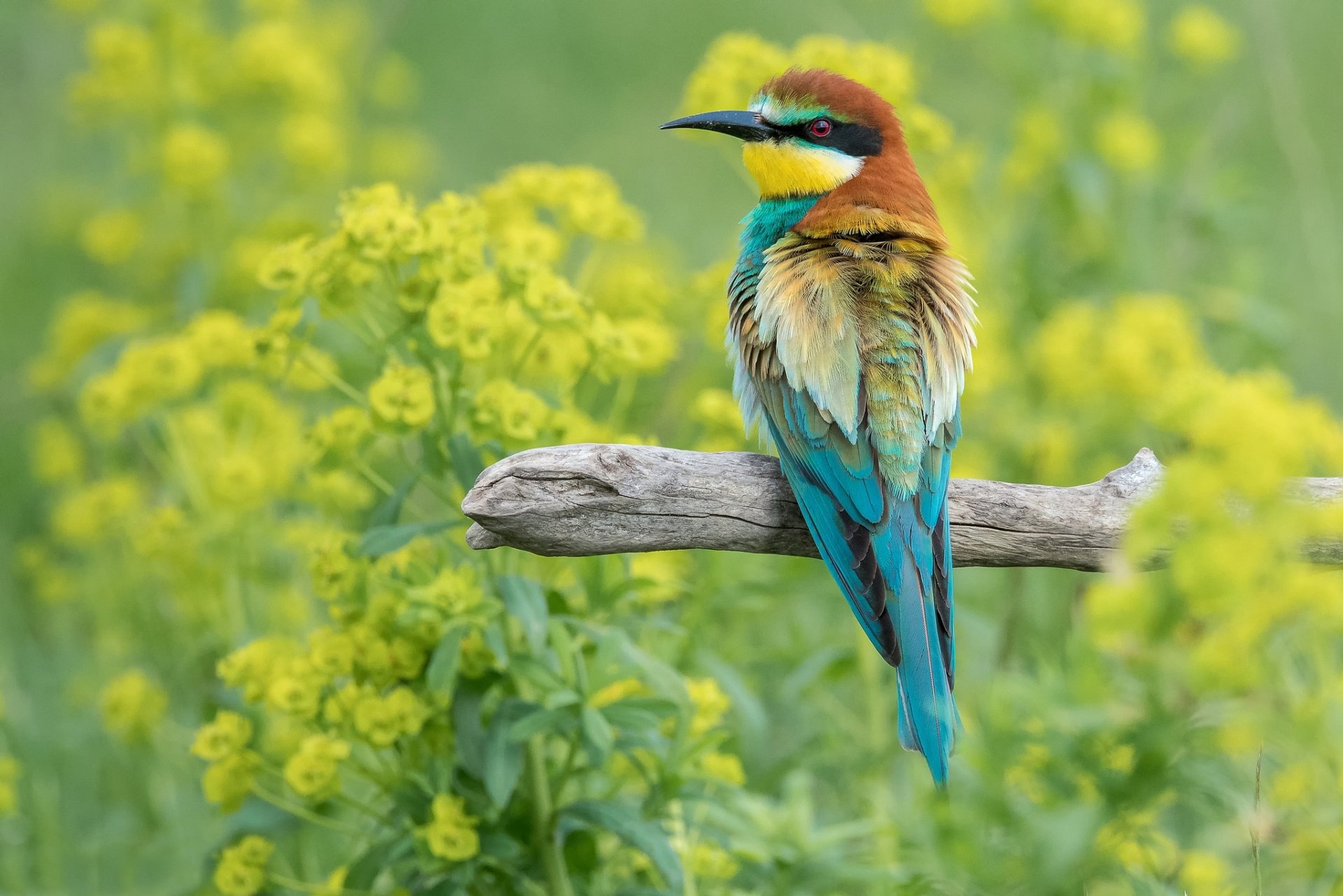 A vibrant bee-eater bird perched on a branch with yellow flowers in the background, captured in an HD PC desktop wallpaper and background.