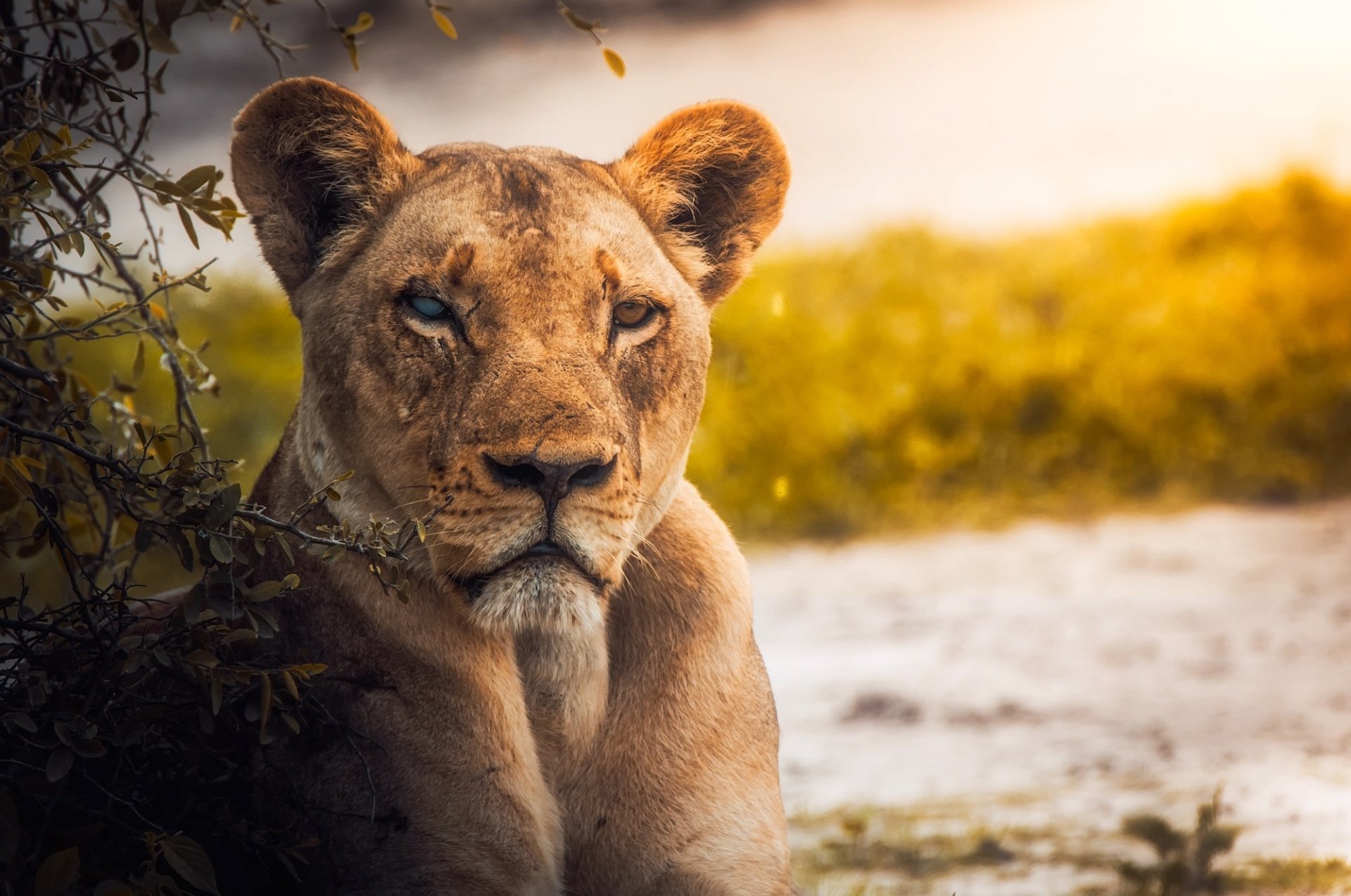 HD PC desktop wallpaper featuring a close-up of a lioness staring intently, surrounded by natural habitat with warm, golden lighting.