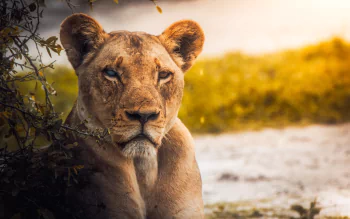 HD PC desktop wallpaper featuring a close-up of a lioness staring intently, surrounded by natural habitat with warm, golden lighting.