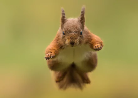 rodent jump Animal squirrel HD Desktop Wallpaper | Background Image