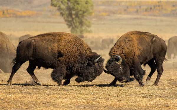 fight Animal american bison HD Desktop Wallpaper | Background Image