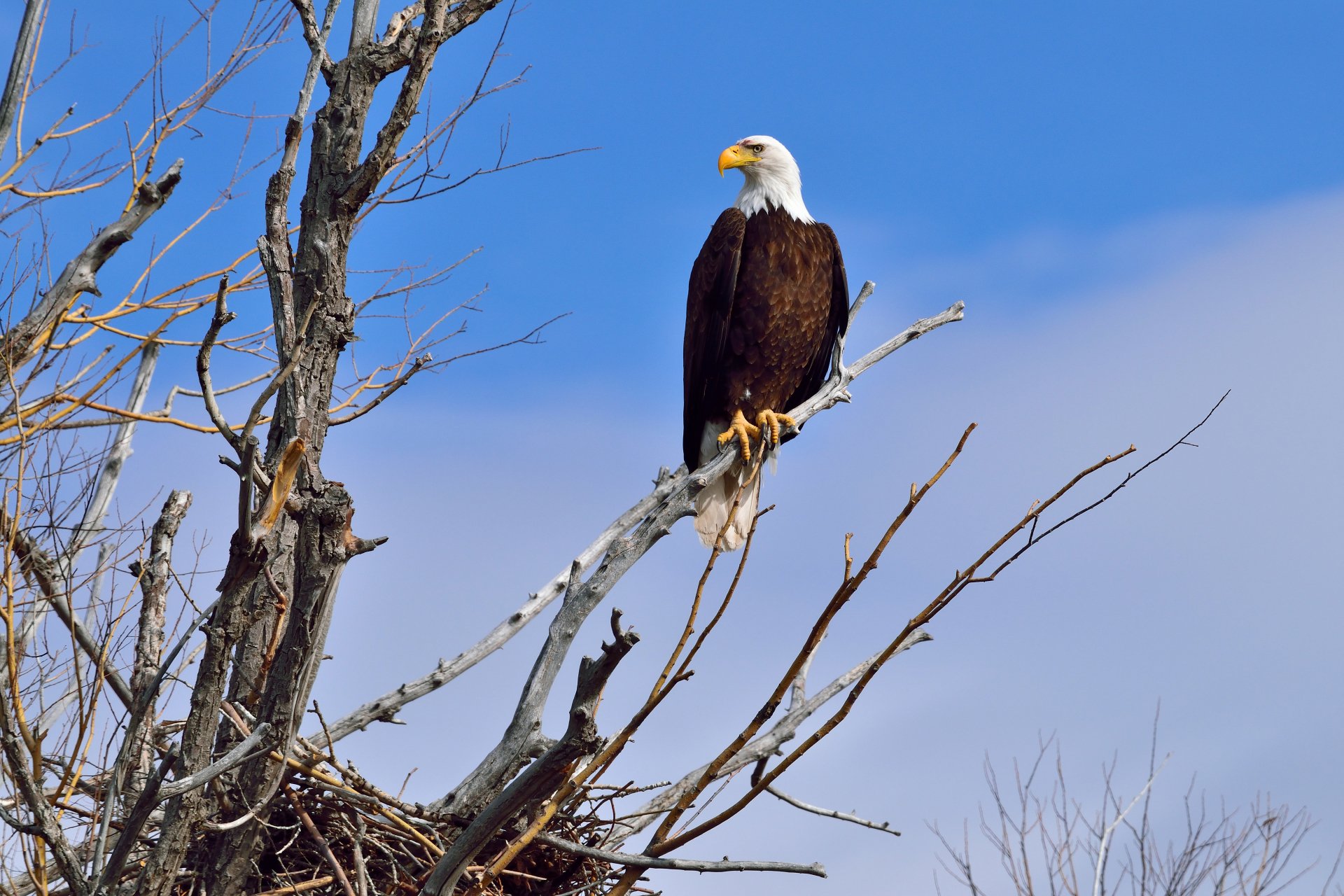 Bald eagle perched on a leafless branch against a clear blue sky; bird of prey captured in 5K Ultra HD PC desktop wallpaper background.