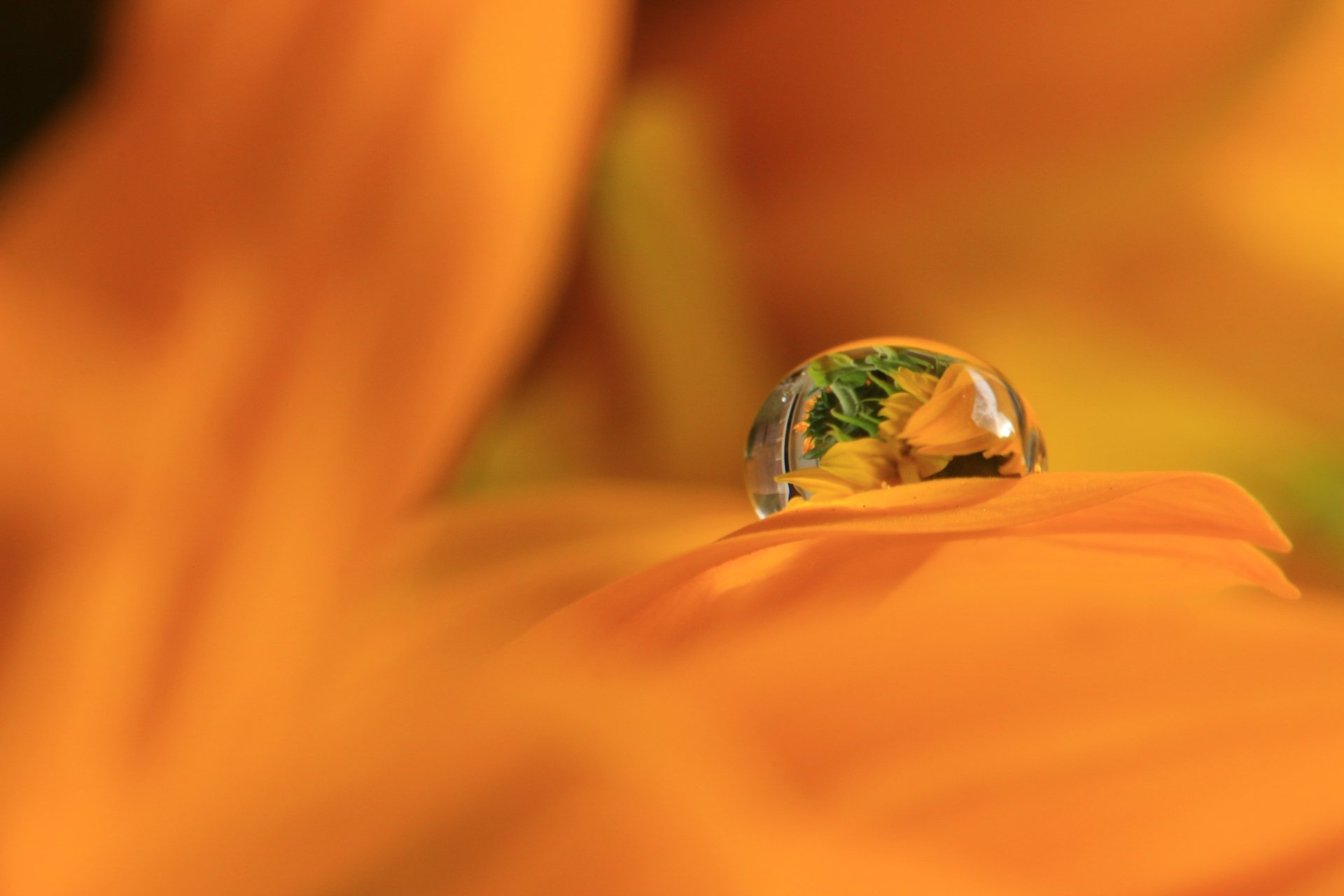 Download Orange Flower Macro Flower Nature Reflection Water Drop  4k Ultra HD Wallpaper