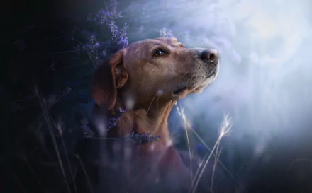 2K Quad HD PC desktop wallpaper of a dog's muzzle emerging from lavender flowers, soft moonlit background, tranquil floral animal portrait.