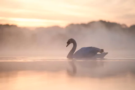 A mute swan glides gracefully on calm water under a foggy, soft-lit sky. Its reflection is visible on the water surface. This HD desktop wallpaper captures serenity and natural beauty.