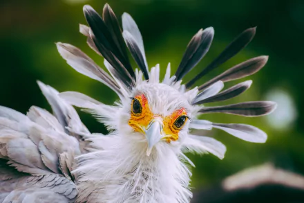 bird Animal secretarybird HD Desktop Wallpaper | Background Image