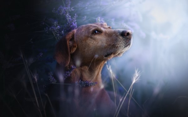 Animal Dog Dogs Muzzle Lavender Flower HD Wallpaper | Background Image