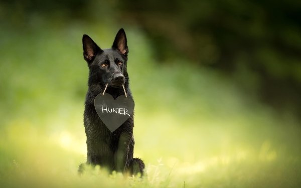 Animal German Shepherd Dogs Dog Depth Of Field HD Wallpaper | Background Image