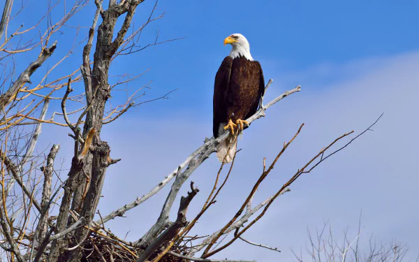 Bald eagle perched on a leafless branch against a clear blue sky; bird of prey captured in 5K Ultra HD PC desktop wallpaper background.