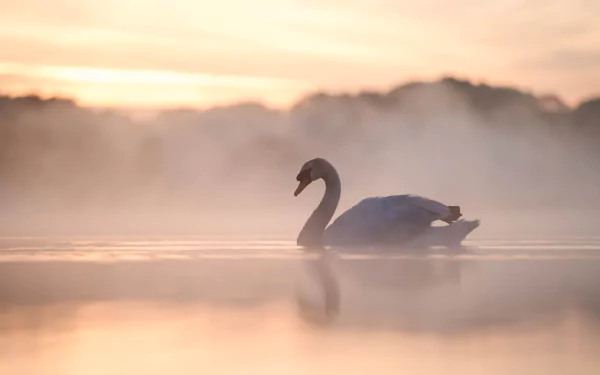 A mute swan glides gracefully on calm water under a foggy, soft-lit sky. Its reflection is visible on the water surface. This HD desktop wallpaper captures serenity and natural beauty.