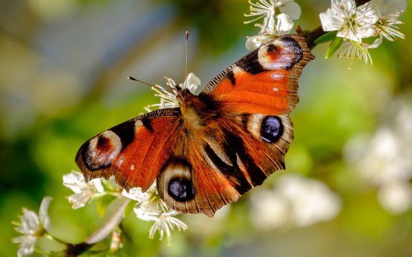 Animal Butterfly Colorful Flower Branch Macro HD Wallpaper | Background Image