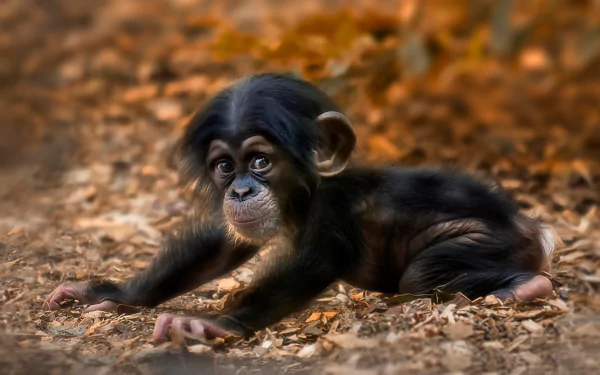 HD desktop wallpaper featuring a cute baby chimpanzee monkey resting on a forest floor with warm, blurred autumnal background tones.