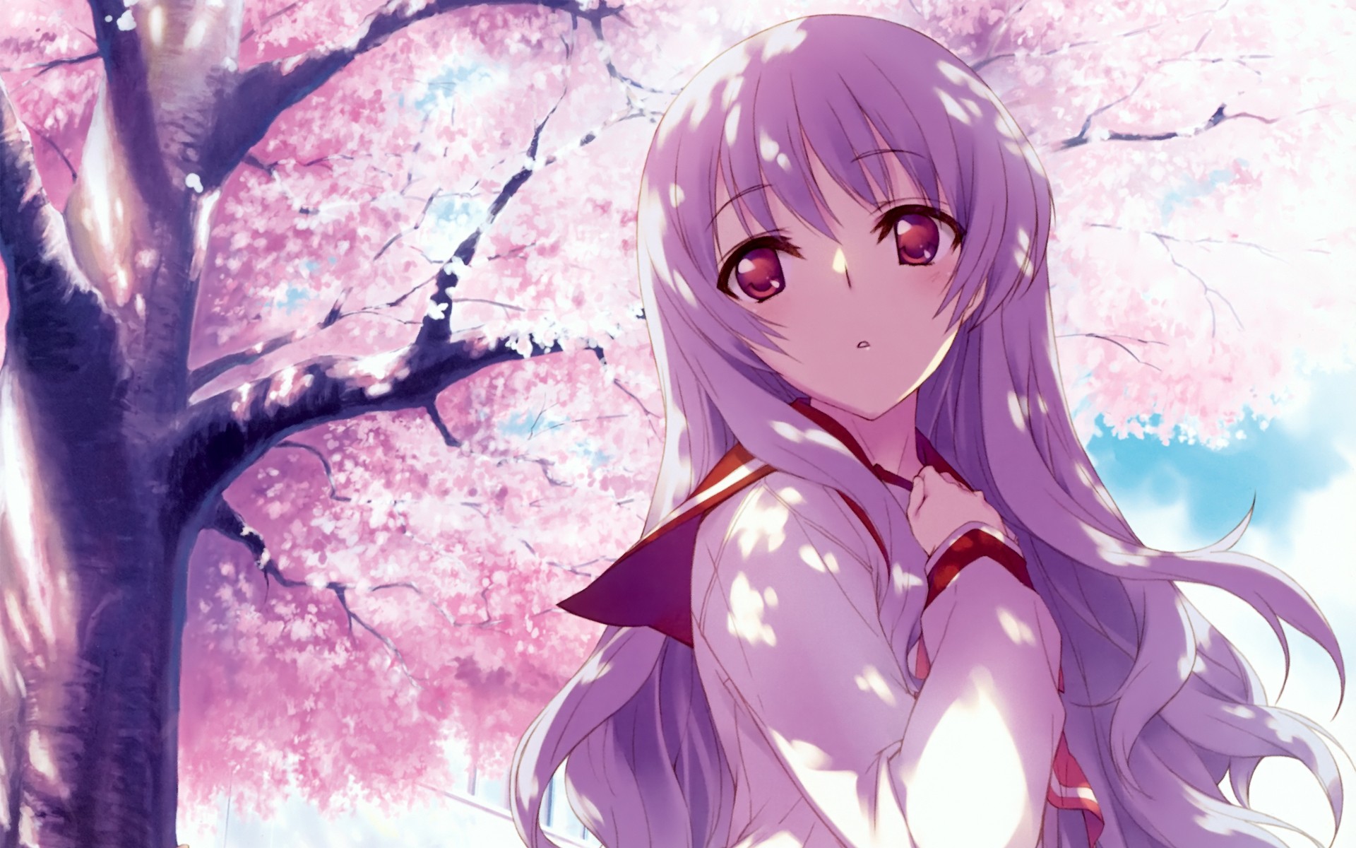 390+ Cherry Blossom HD Wallpapers and Backgrounds