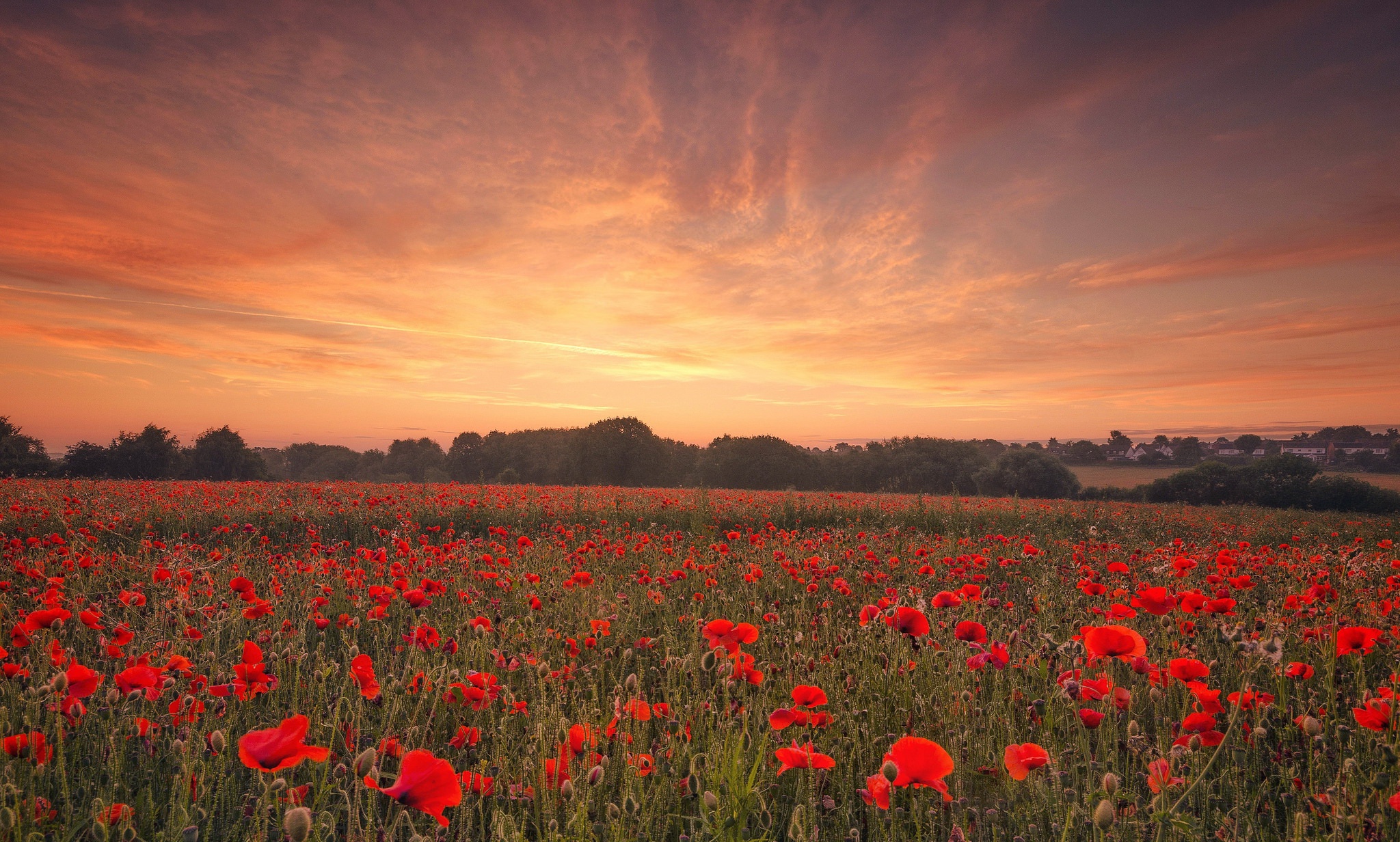 Download Sky Red Flower Flower Field Summer Nature Poppy HD Wallpaper