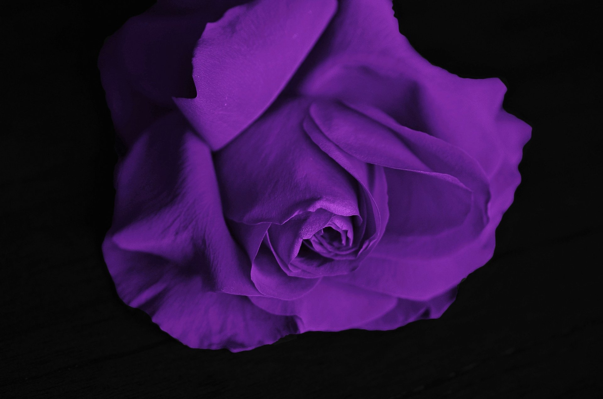 purple rose wallpaper for desktop full size