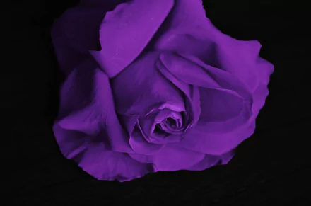 Close-up of a vibrant purple rose in 4K Ultra HD, showcasing delicate petals against a dark background, highlighting natural beauty and rich color.