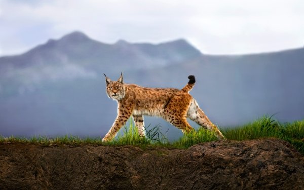 Animal Lynx Cats Nature HD Wallpaper | Background Image