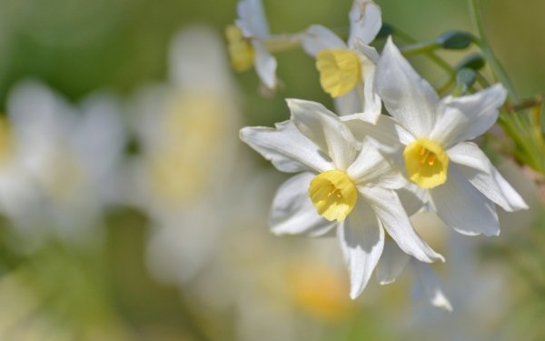 Earth Daffodil Flowers Nature Flower White Flower Summer Close-Up HD Wallpaper | Background Image