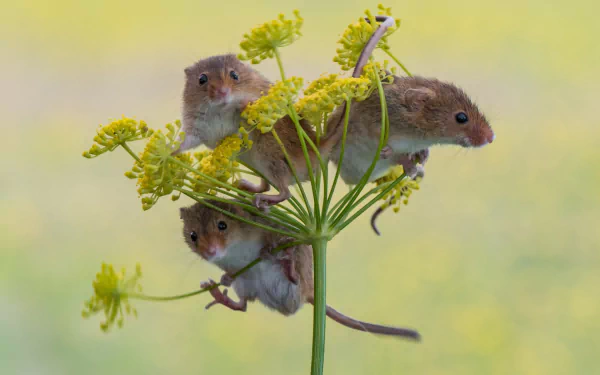 harvest mouse Animal mouse HD Desktop Wallpaper | Background Image