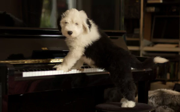 baby animal piano dog puppy Animal old english sheepdog HD Desktop Wallpaper | Background Image