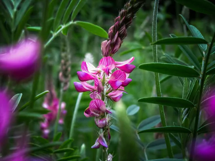 nature pink flower flower HD Desktop Wallpaper | Background Image