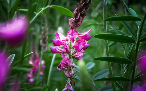 nature pink flower flower HD Desktop Wallpaper | Background Image