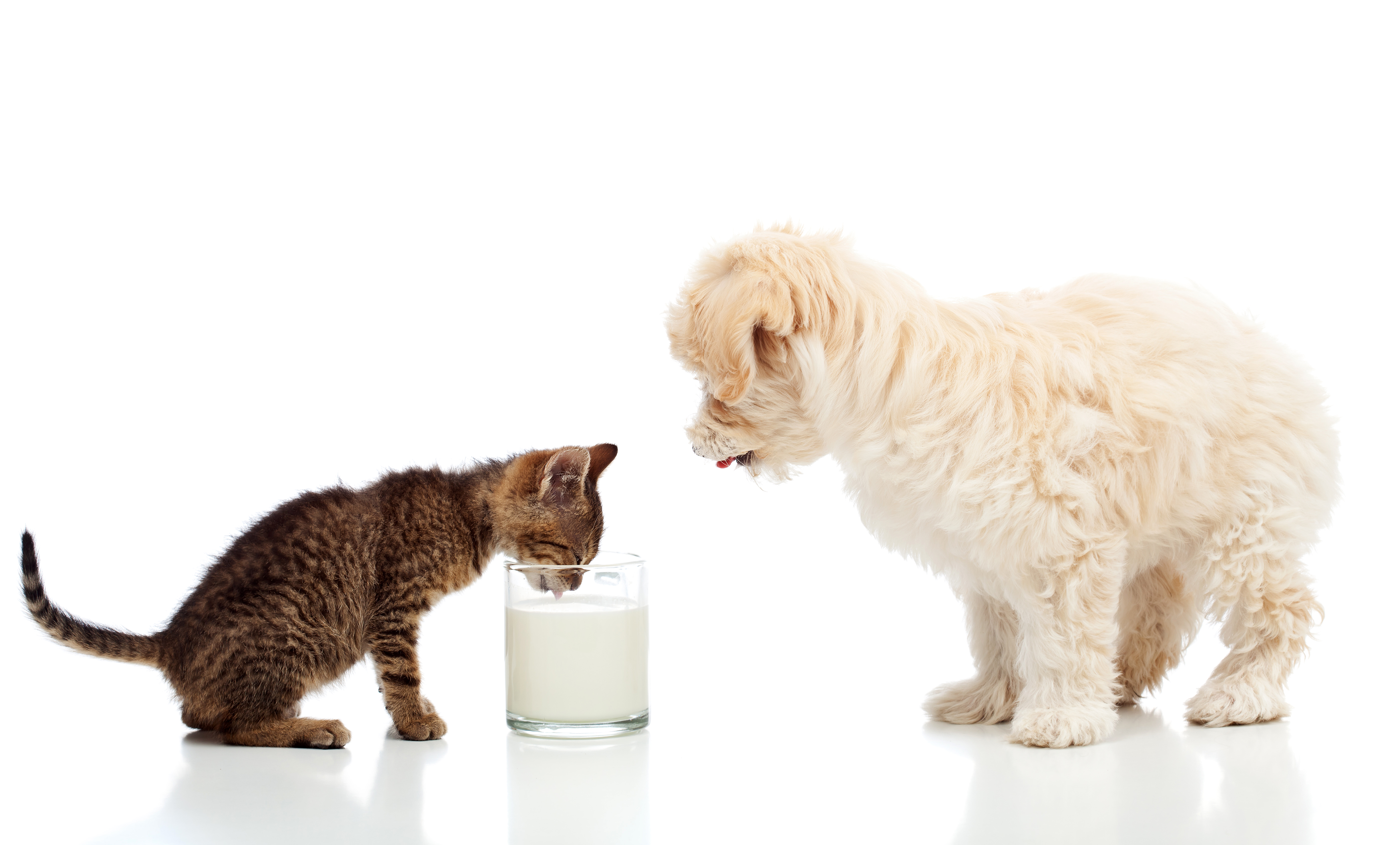 Щенки пьют молоко. Питомцы на белом фоне. Кошка и собака на белом фоне. Кошка с котятами на белом фоне. Домашние питомцы на белом фоне.