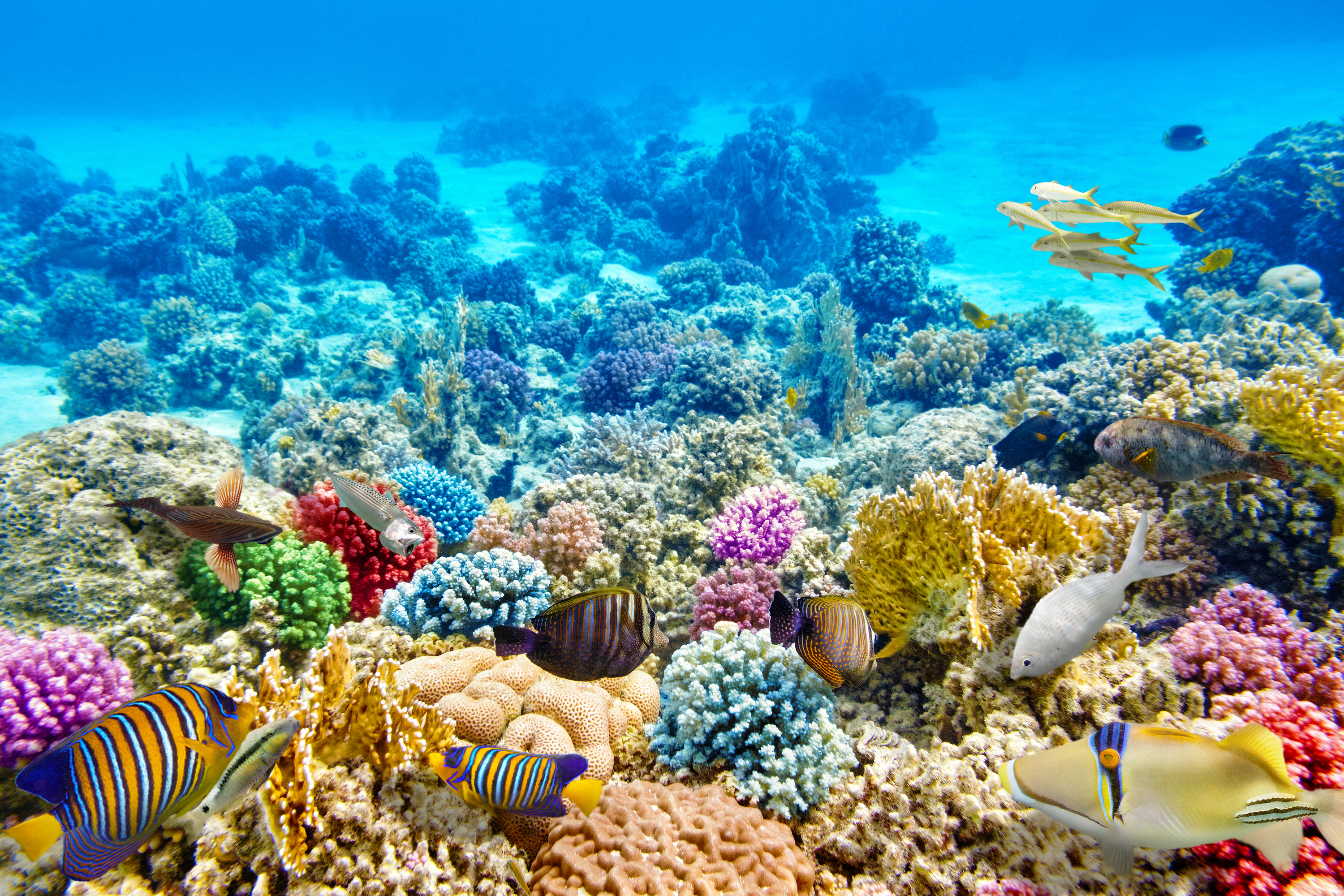 colorful coral reefs hd