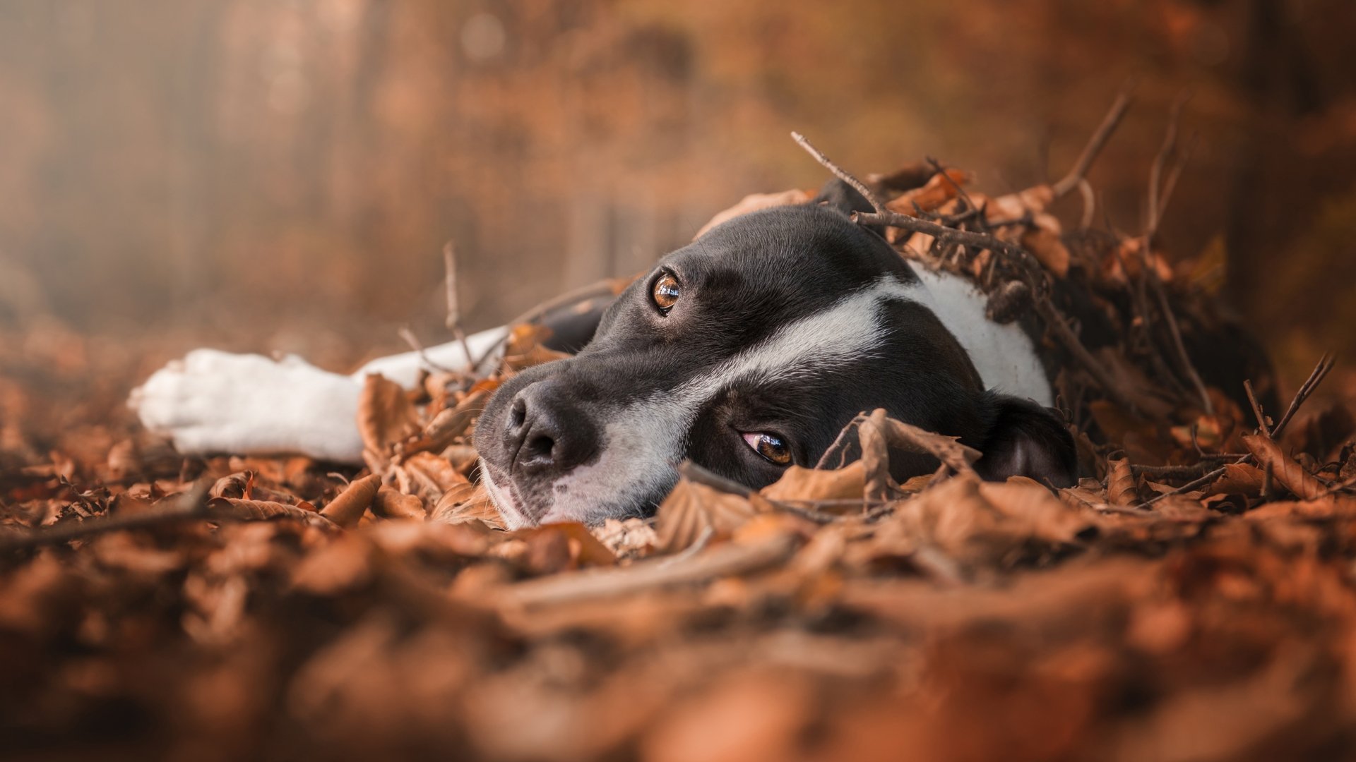 A bull terrier with a focused stare lies among fallen autumn leaves, captured with a shallow depth of field in this HD desktop wallpaper.