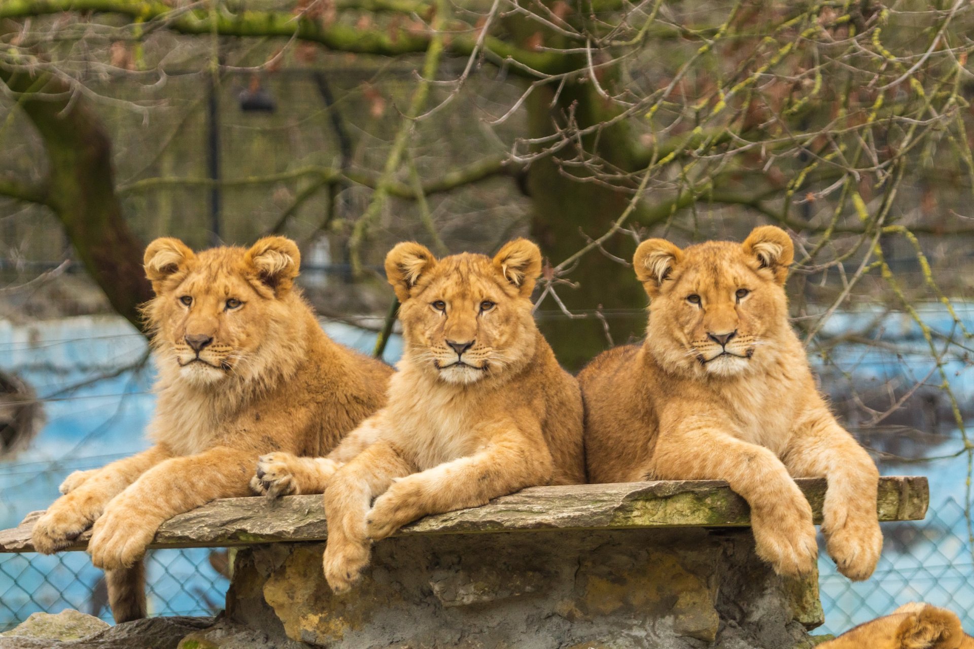 Three baby lions rest on a stone platform at a zoo. The HD wallpaper captures the animals in a lush, serene outdoor setting.