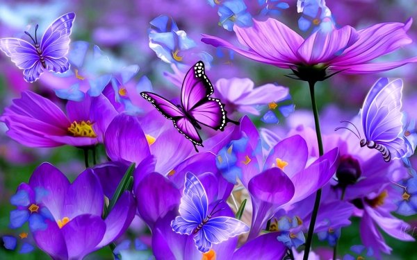 Artistic Flower Flowers Cosmos Purple Butterfly HD Wallpaper | Background Image