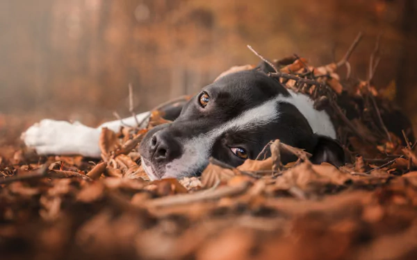 A bull terrier with a focused stare lies among fallen autumn leaves, captured with a shallow depth of field in this HD desktop wallpaper.