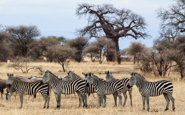 savanna Animal zebra HD Desktop Wallpaper | Background Image