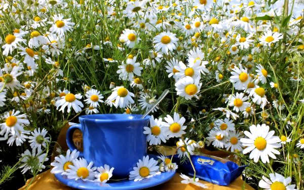 Photography Still Life Camomile Cup Flower White Flower Summer HD Wallpaper | Background Image