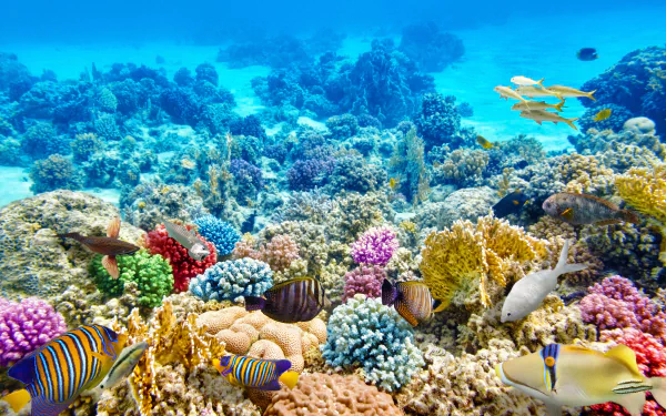 Vibrant underwater scene showcasing colorful coral reefs and diverse sea life, including various fish, captured in HD quality for a stunning desktop wallpaper.