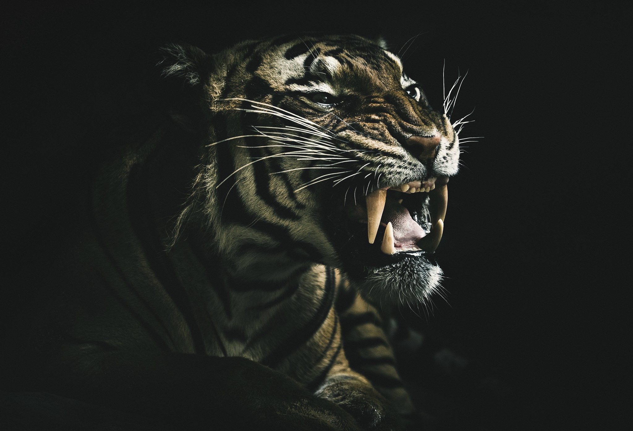 Stalking Tiger - Dark Moss Wallpaper – Mitchell Black