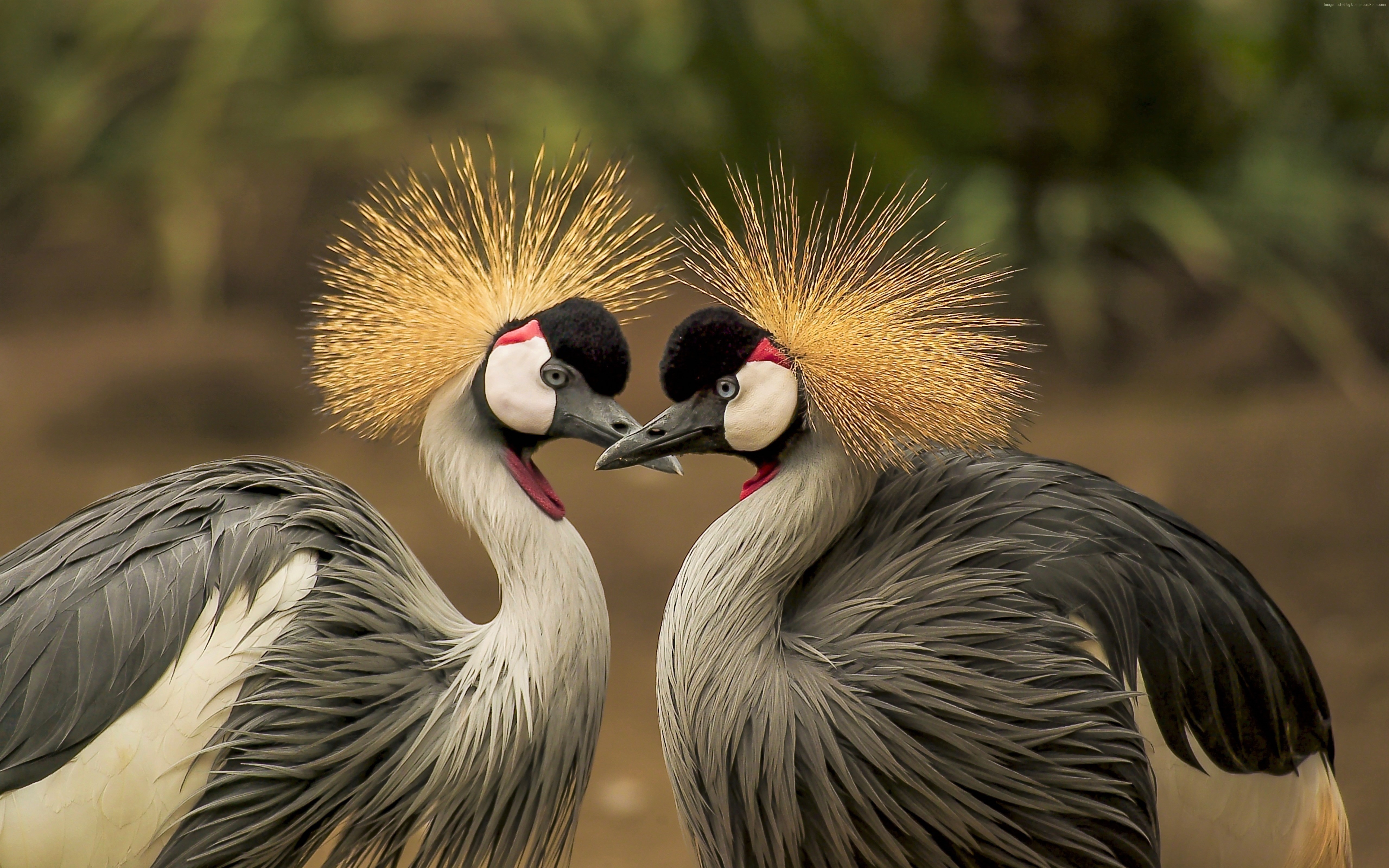 Grey-Crowned Cranes