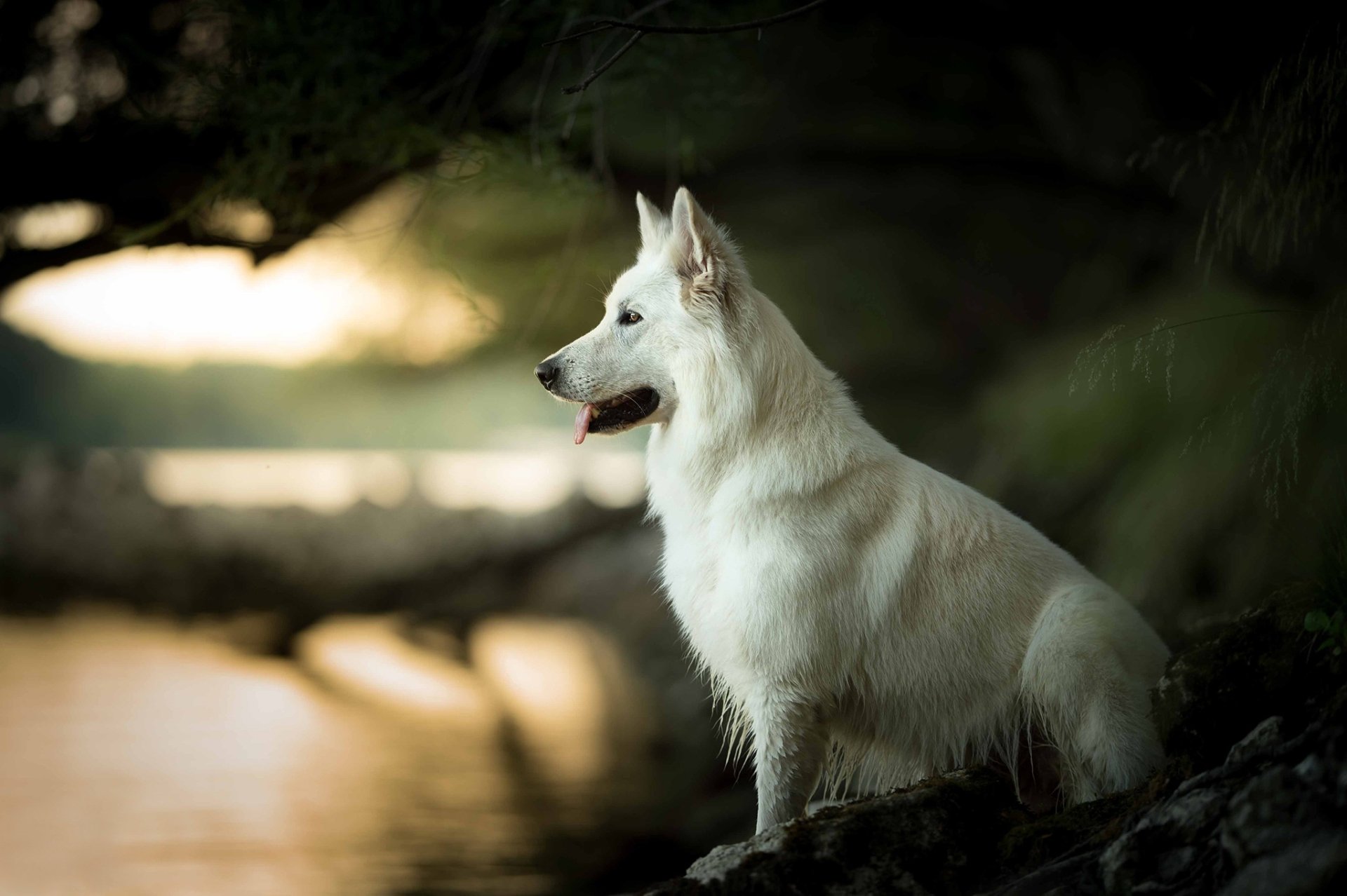A serene Berger Blanc Suisse dog sits alert by a riverside at sunset, captured with a shallow depth of field in this HD PC desktop wallpaper.