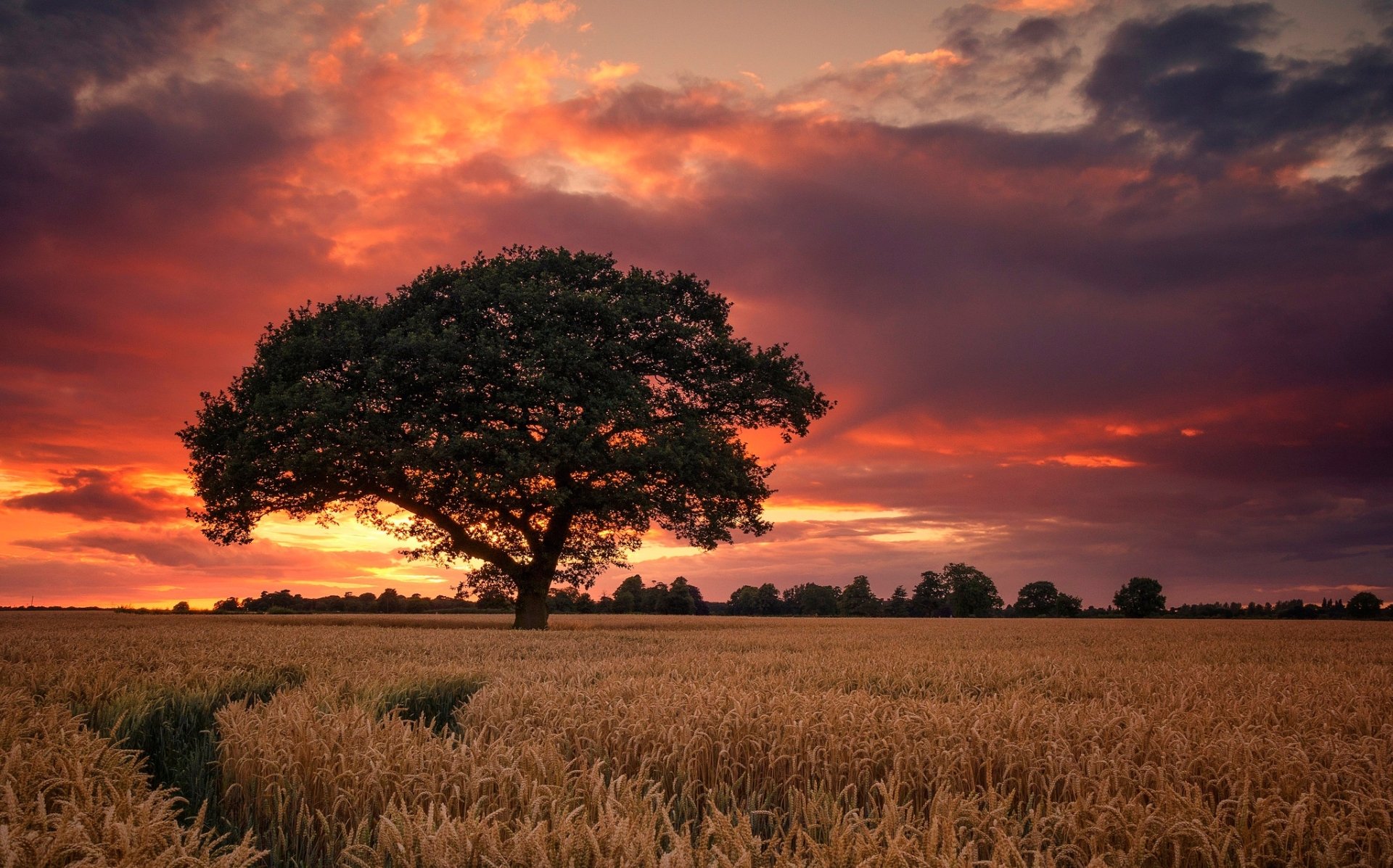 HD desktop wallpaper featuring a summer wheat field at sunset with vibrant clouds and a solitary tree standing against the glowing sky.