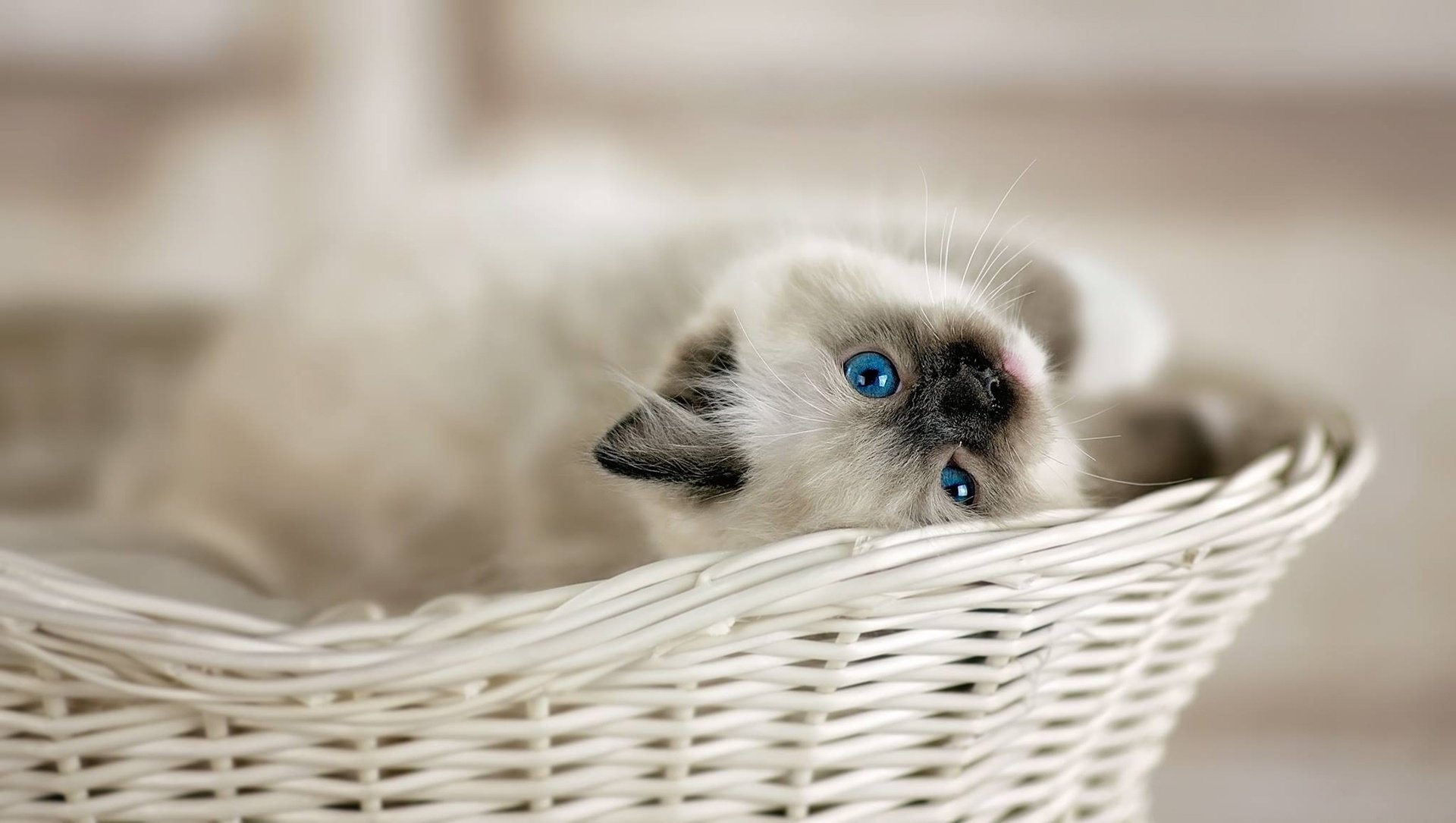 A cat with striking blue eyes rests comfortably in a white wicker basket, captured in crisp HD quality for a PC desktop wallpaper background.