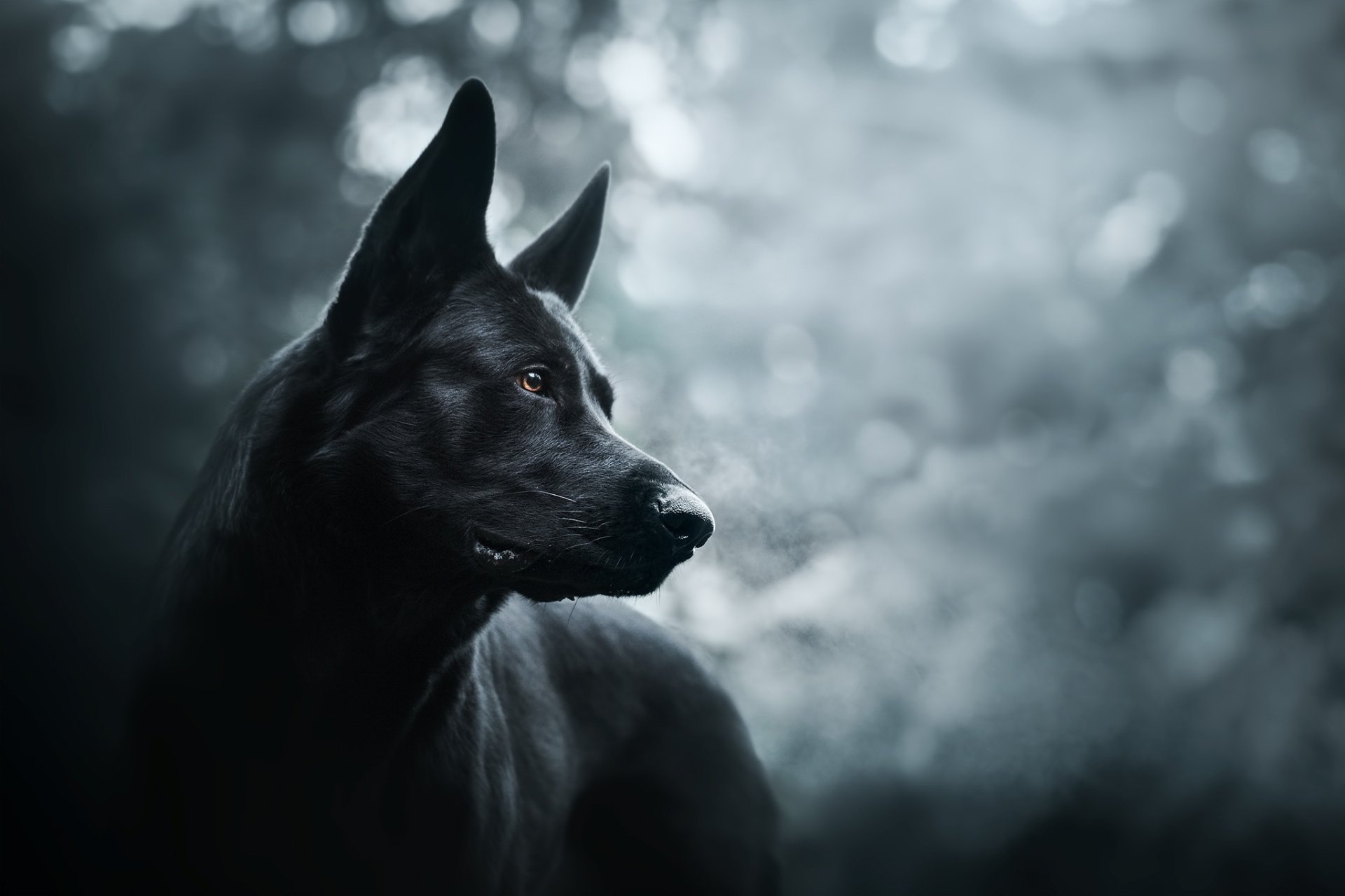 Animal German Shepherd HD Wallpaper by Jelena Jovanovic